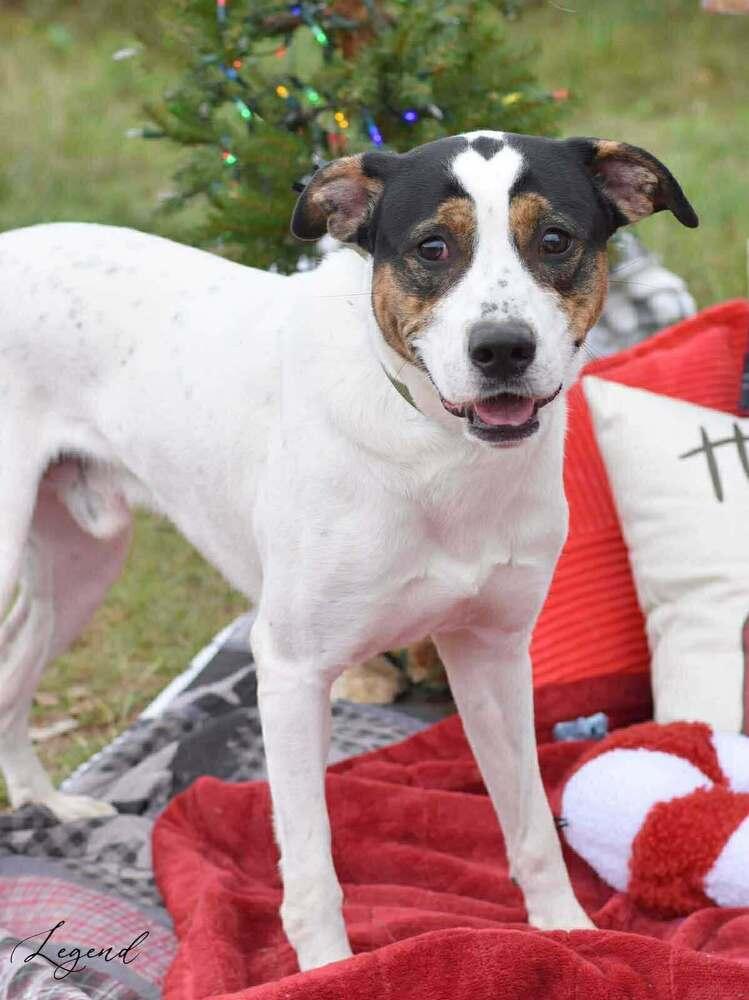 Enlarge Legend (AVAILABLE 12/21), a Adoptable mixed breed in Leverett, MA image 3/4