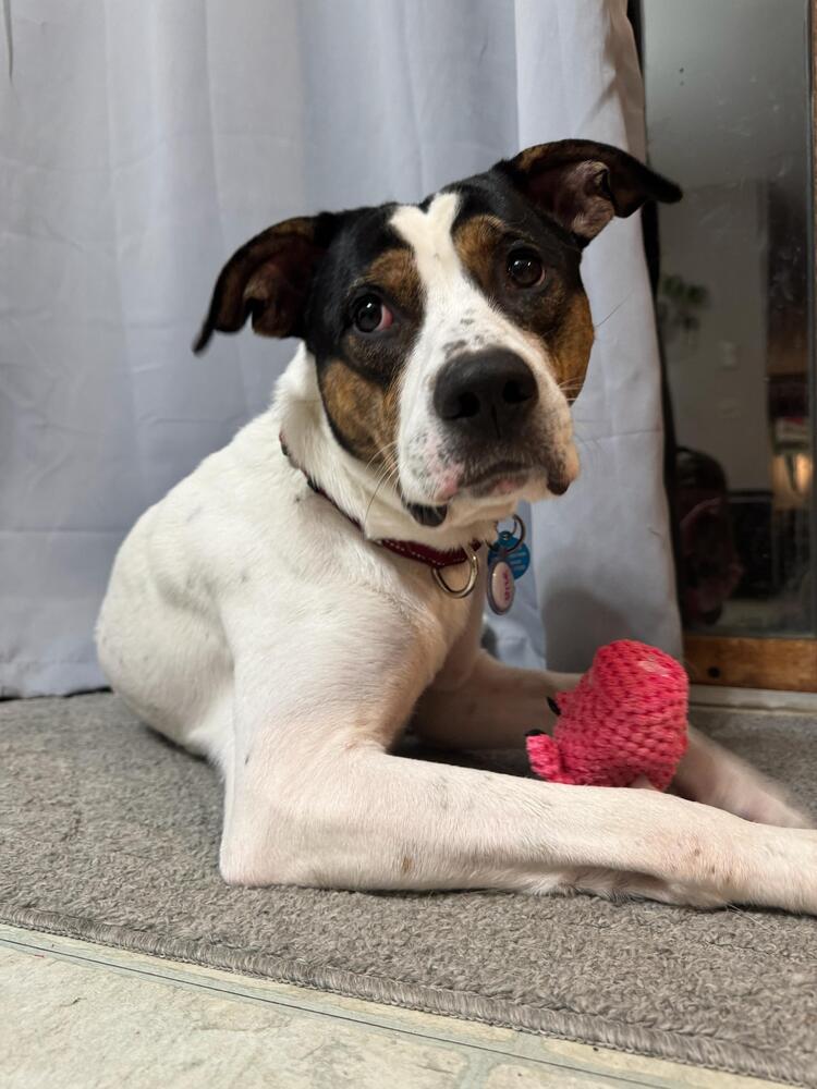 Enlarge Legend (FOSTERED LOCALLY), a Adoptable mixed breed in Leverett, MA image 5/6