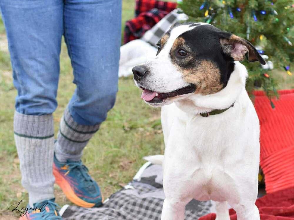 Enlarge Legend (AVAILABLE 12/21), a Adoptable mixed breed in Leverett, MA image 4/4