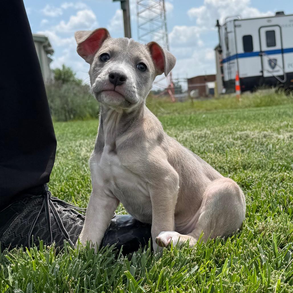 Bunny, Adoptable, Puppy Female Mixed Breed.