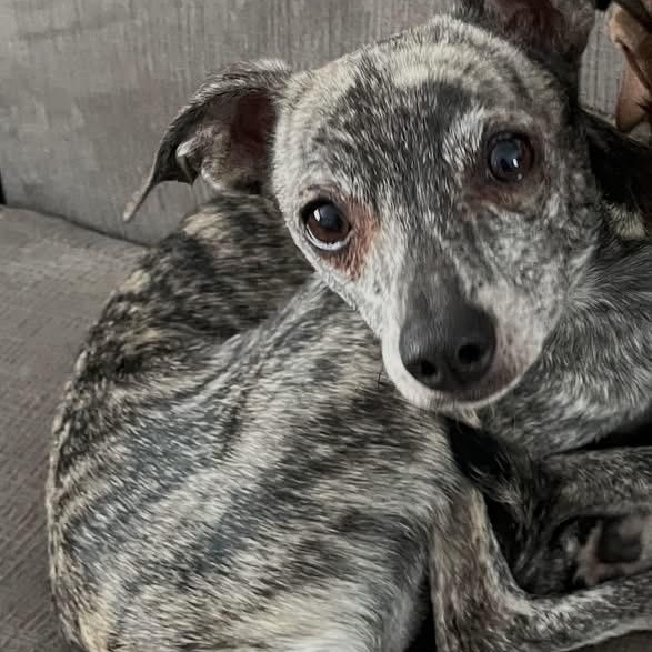 Willow , ADOPTABLE, Adult Female Whippet & Chihuahua.
