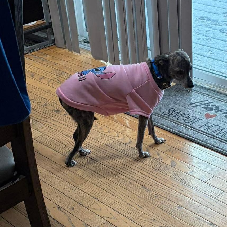 Enlarge Willow , a ADOPTABLE mixed breed in Syracuse, NY image 6/6