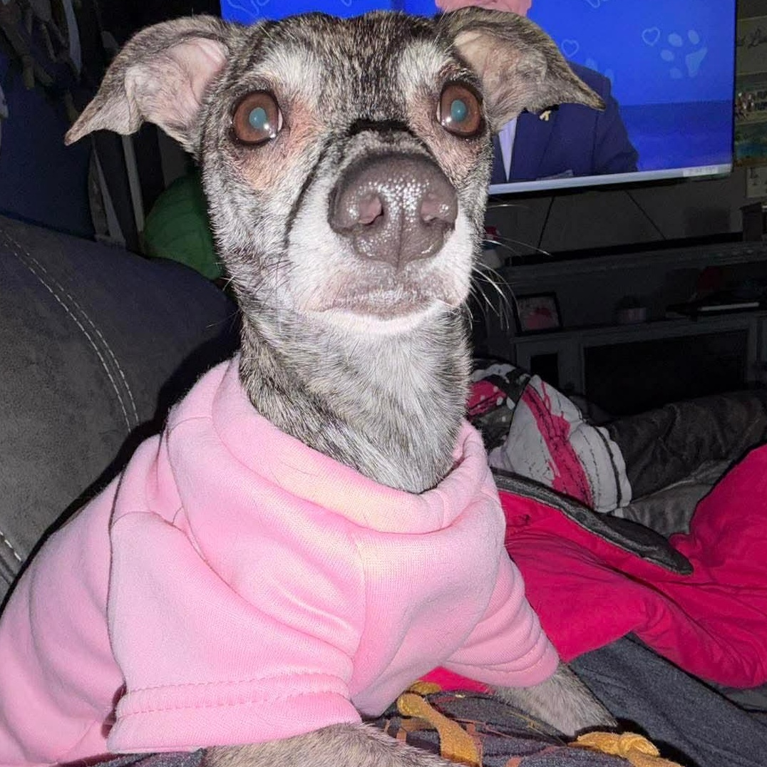 Enlarge Willow , a ADOPTABLE mixed breed in Syracuse, NY image 4/6