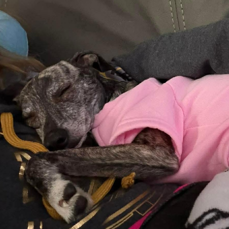 Enlarge Willow , a ADOPTABLE mixed breed in Syracuse, NY image 2/6