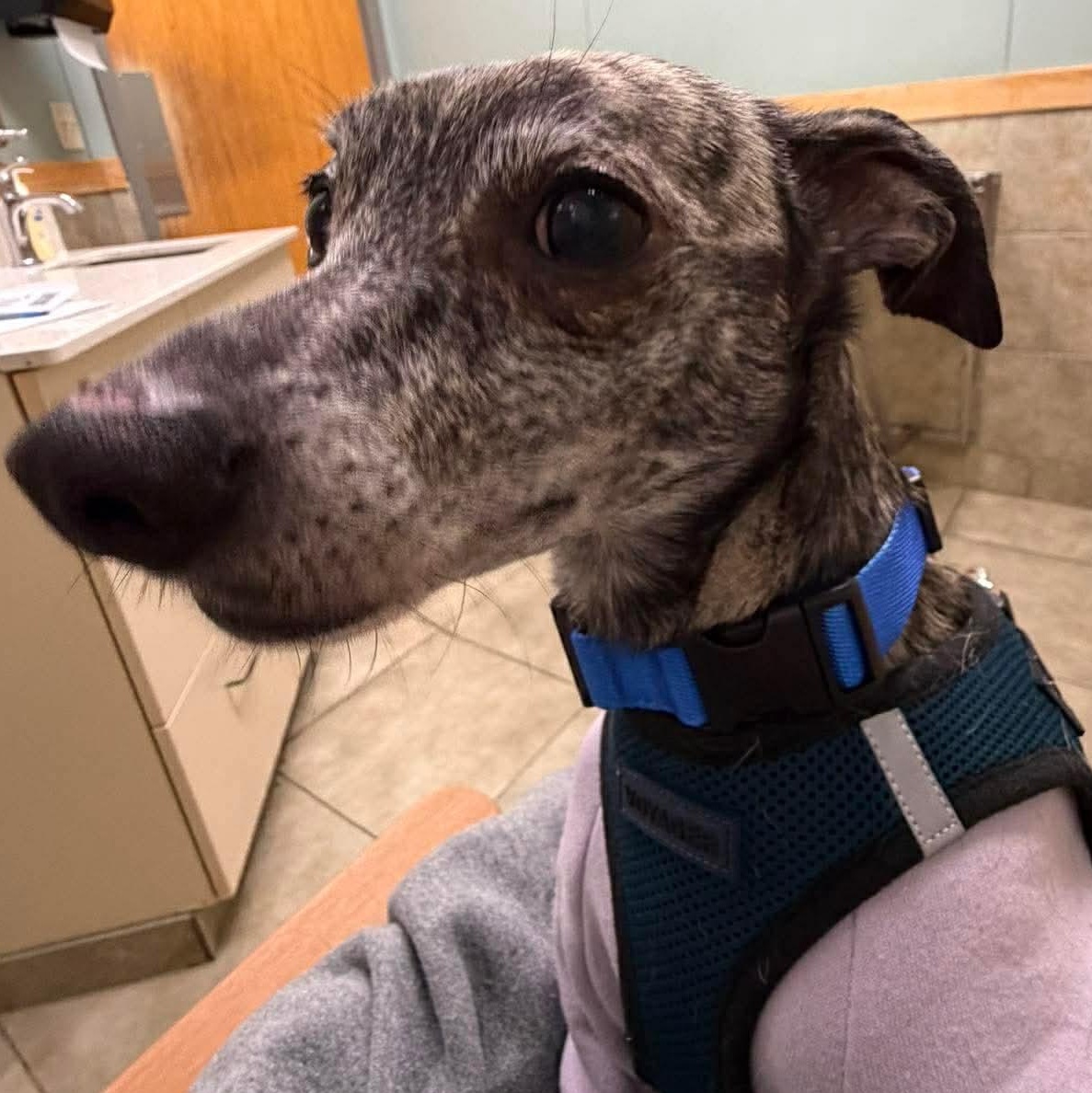 Enlarge Willow , a ADOPTABLE mixed breed in Syracuse, NY image 3/6