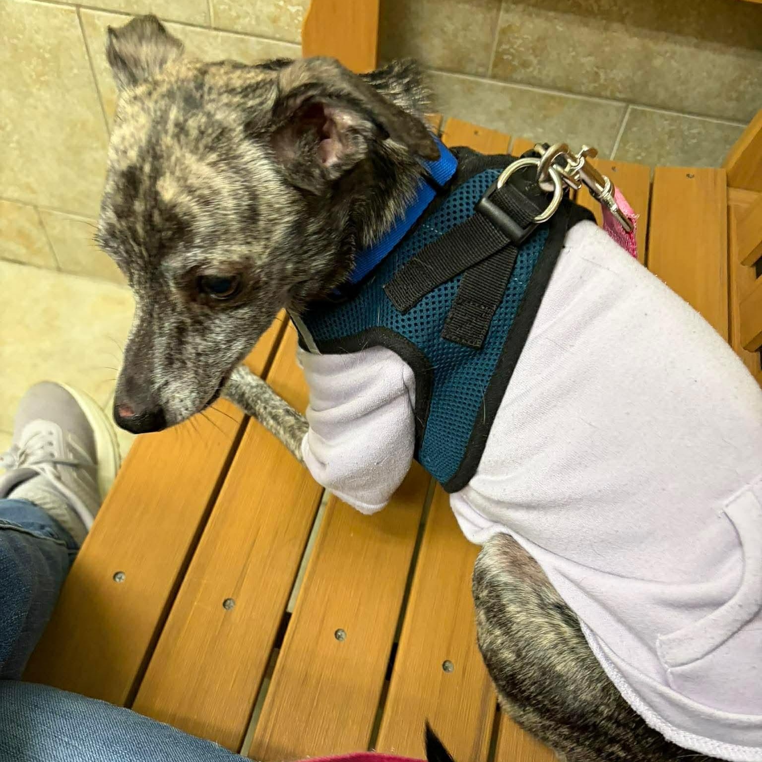 Enlarge Willow , a ADOPTABLE mixed breed in Syracuse, NY image 5/6