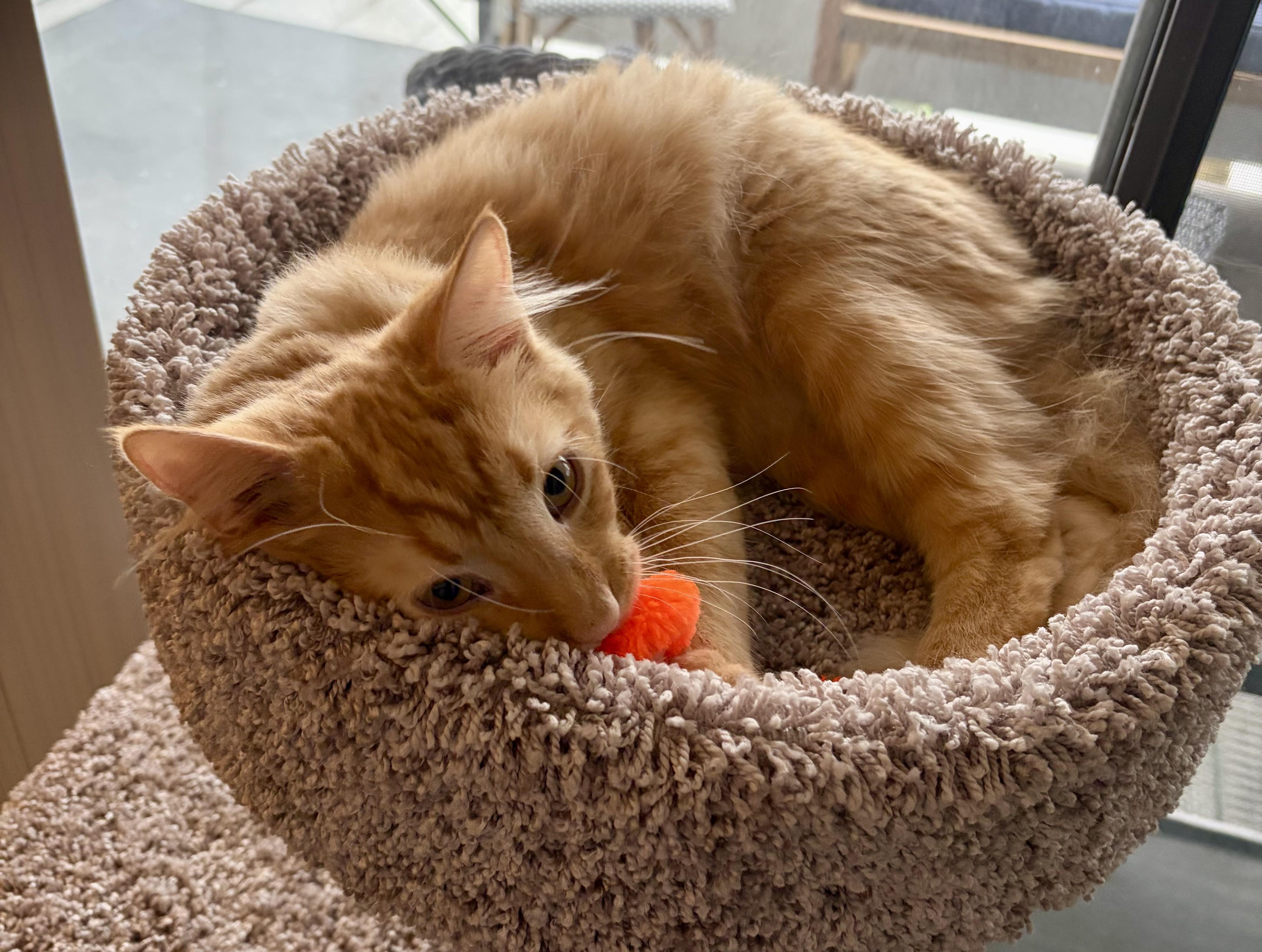 Enlarge Jazz and Blues, an adopted Domestic Long Hair in Lexington, KY image 4/5