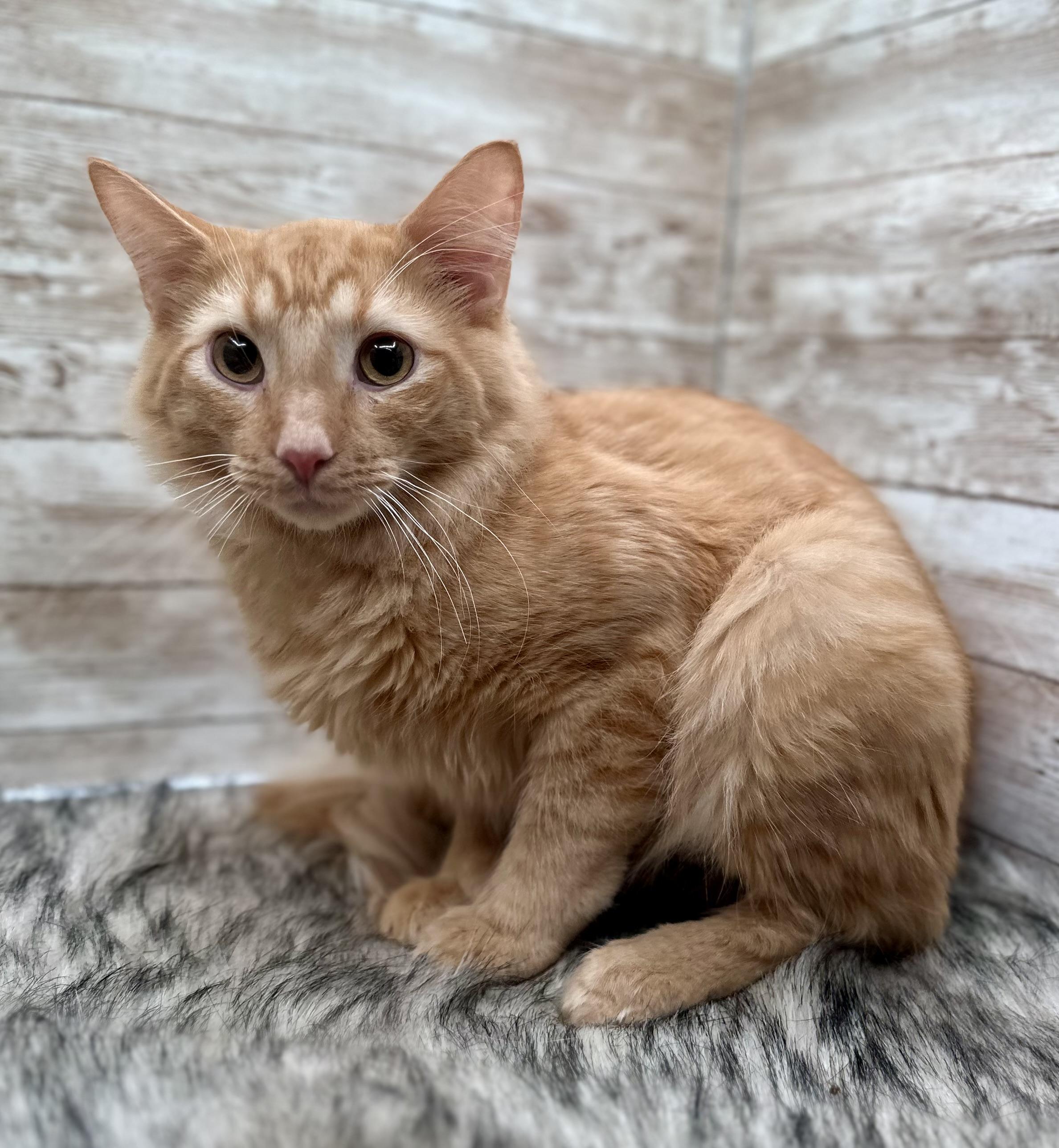 Enlarge Jazz and Blues, an adopted Domestic Long Hair in Lexington, KY image 3/5