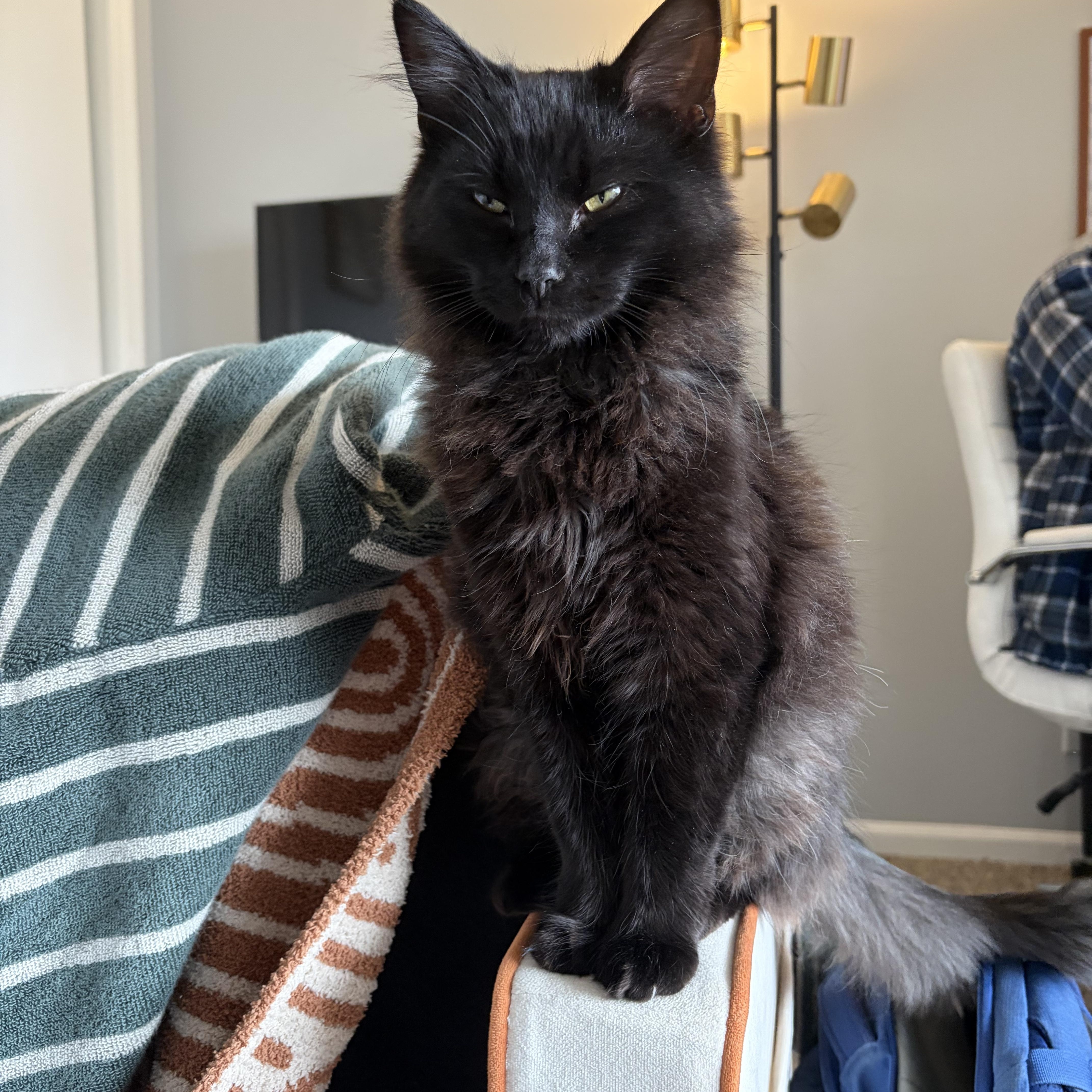 Enlarge Jazz and Blues, an adopted Domestic Long Hair in Lexington, KY image 5/5