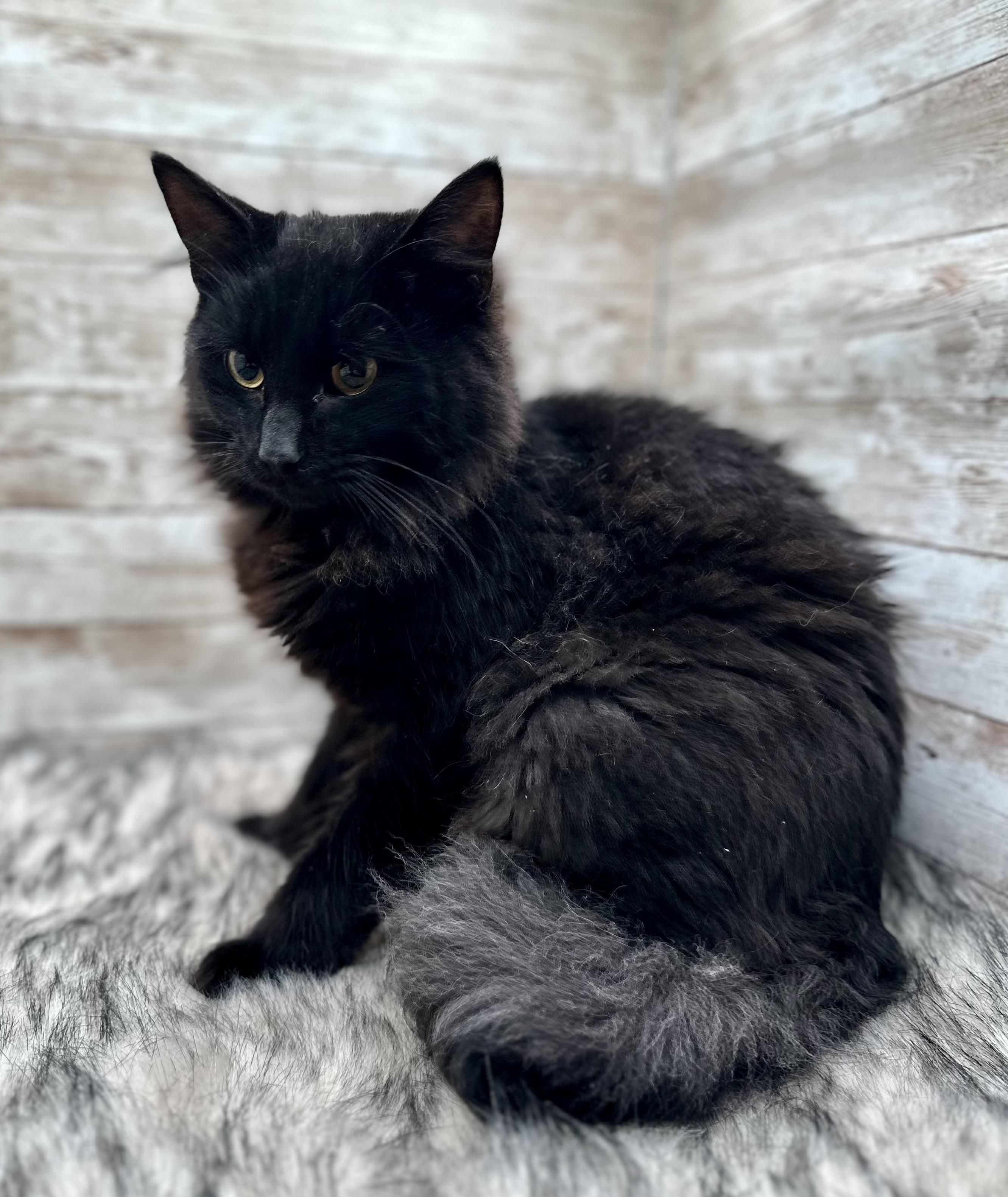 Enlarge Jazz and Blues, an adopted Domestic Long Hair in Lexington, KY image 2/5