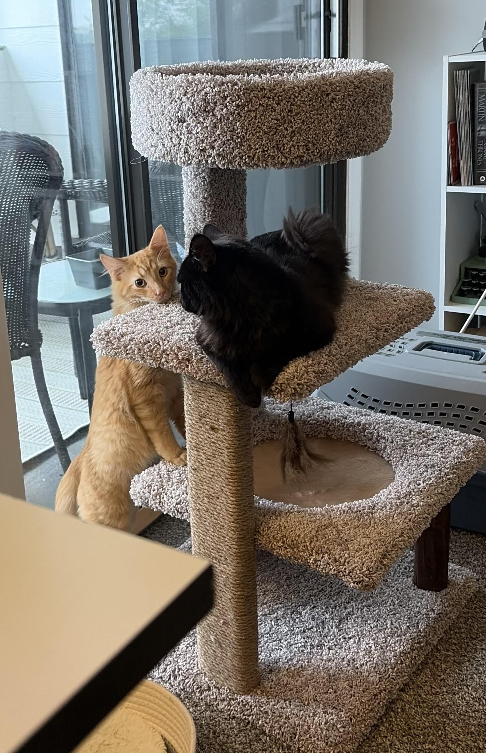 Enlarge Jazz and Blues, an adopted Domestic Long Hair in Lexington, KY image 1/5