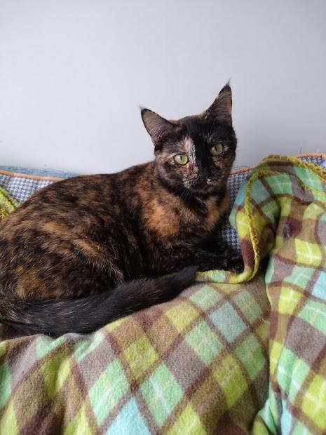 Enlarge Elsie, a Adoptable mixed breed in Bourbonnais, IL image 1/1