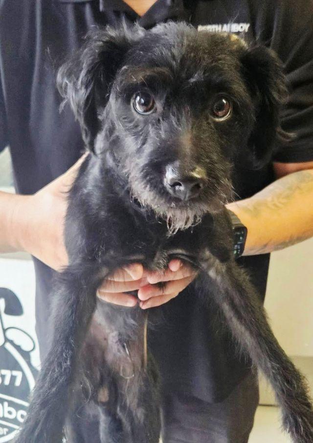 Enlarge Jett, a ADOPTABLE mixed breed in Perth Amboy, NJ image 2/3