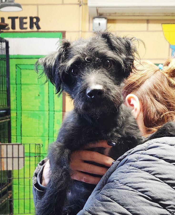 Enlarge Jett, a ADOPTABLE mixed breed in Perth Amboy, NJ image 3/3