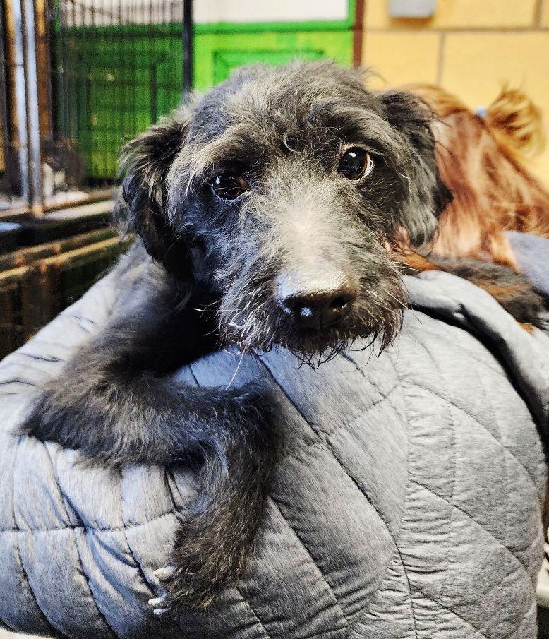 Jett, ADOPTABLE, Young Male Schnauzer.