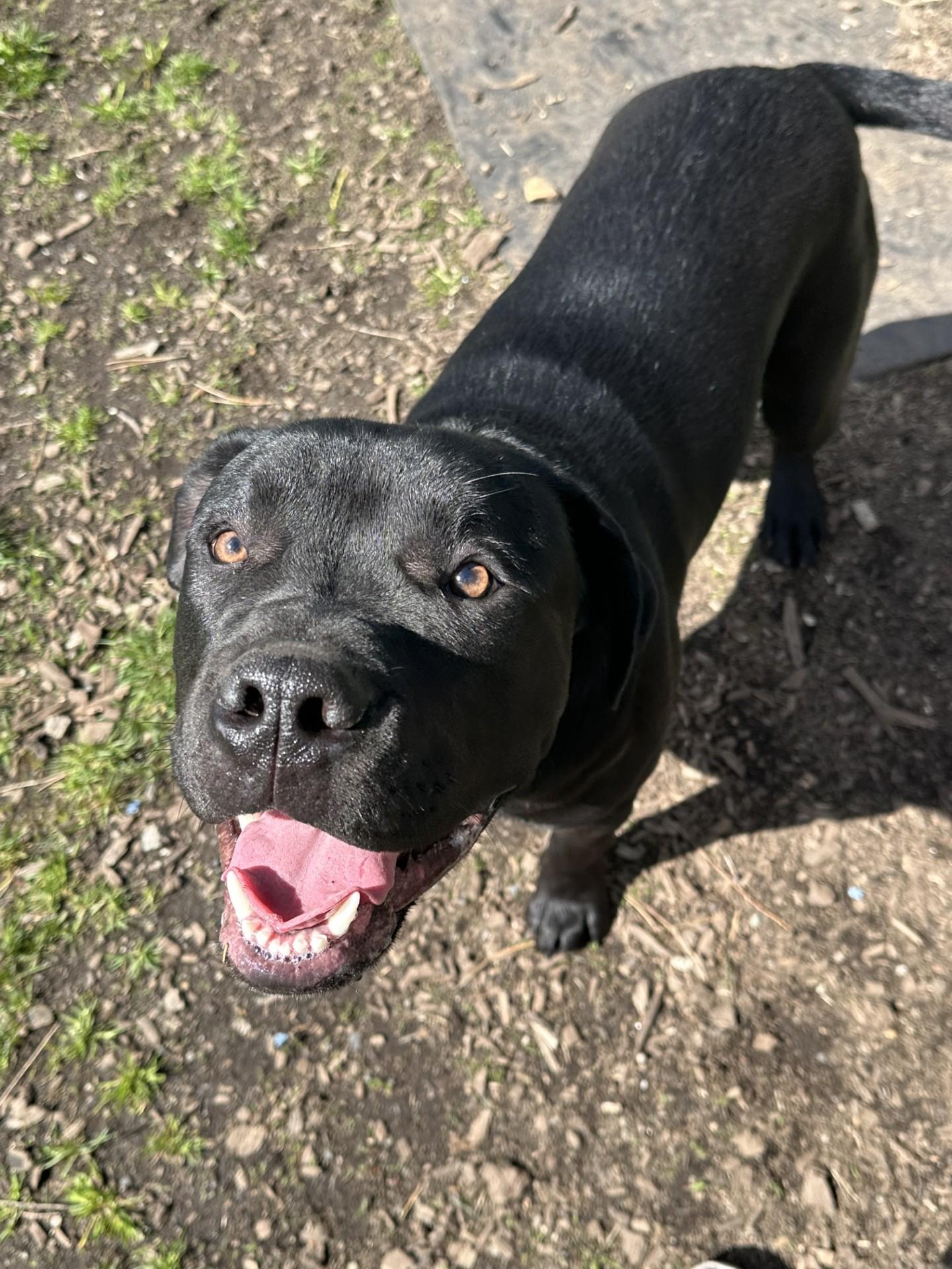 Enlarge Brew, a Adoptable mixed breed in Vancouver, BC image 2/5
