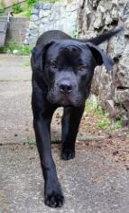 Enlarge Brew, a Adoptable mixed breed in Vancouver, BC image 3/6