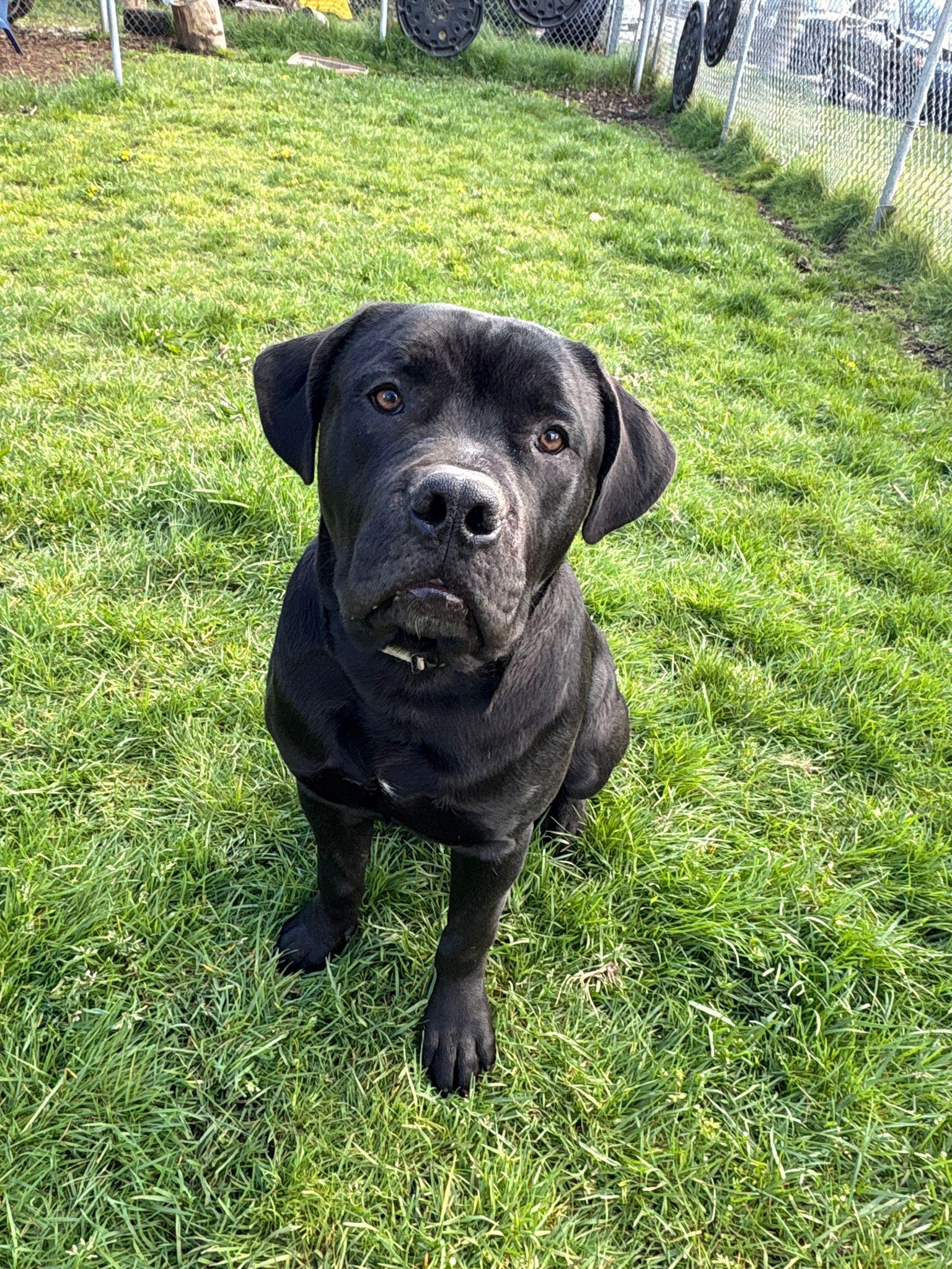 Enlarge Brew, a Adoptable mixed breed in Vancouver, BC image 4/5