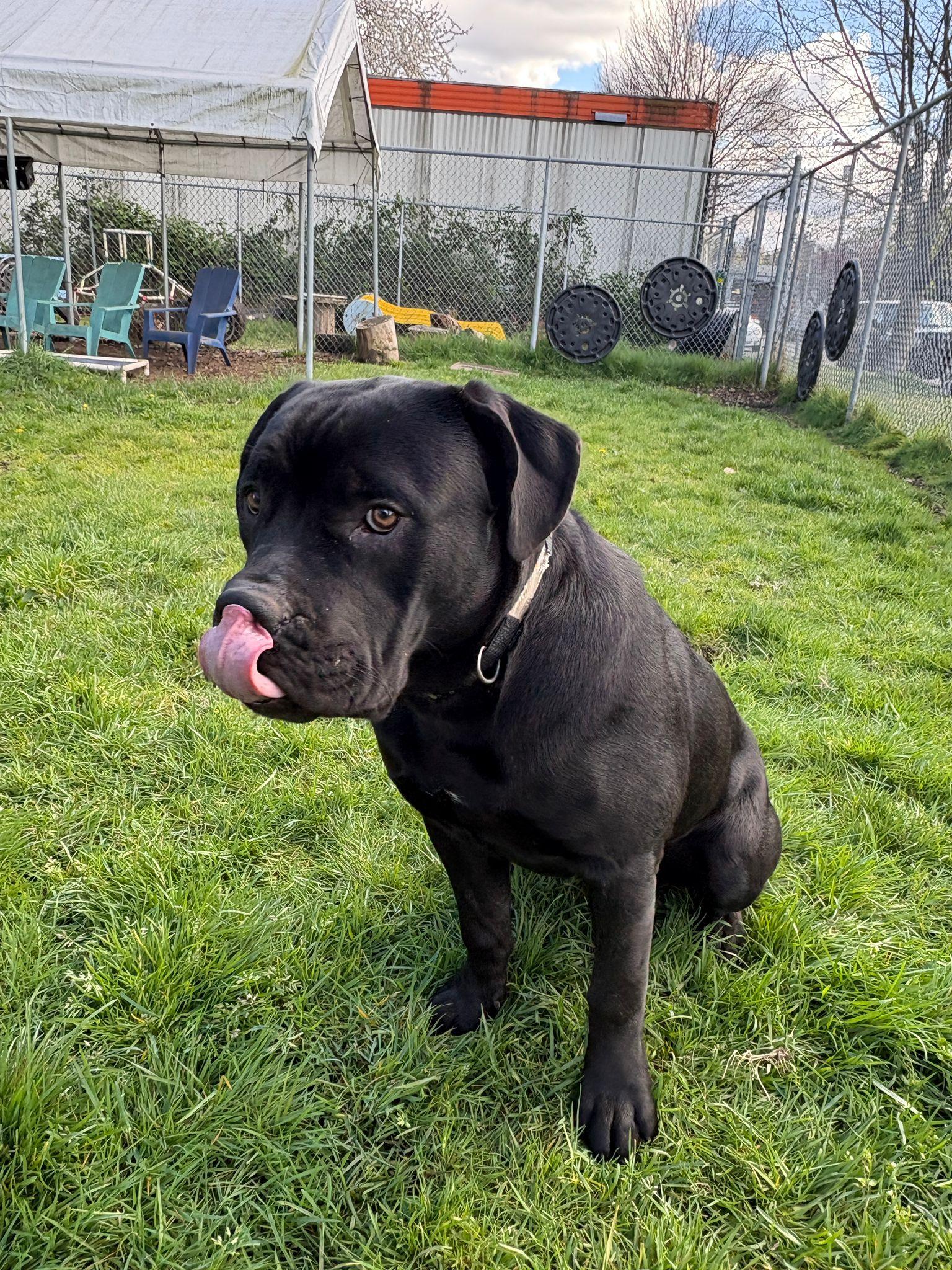 Enlarge Brew, a Adoptable mixed breed in Vancouver, BC image 5/5