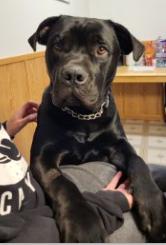 Enlarge Brew, a Adoptable mixed breed in Vancouver, BC image 2/6