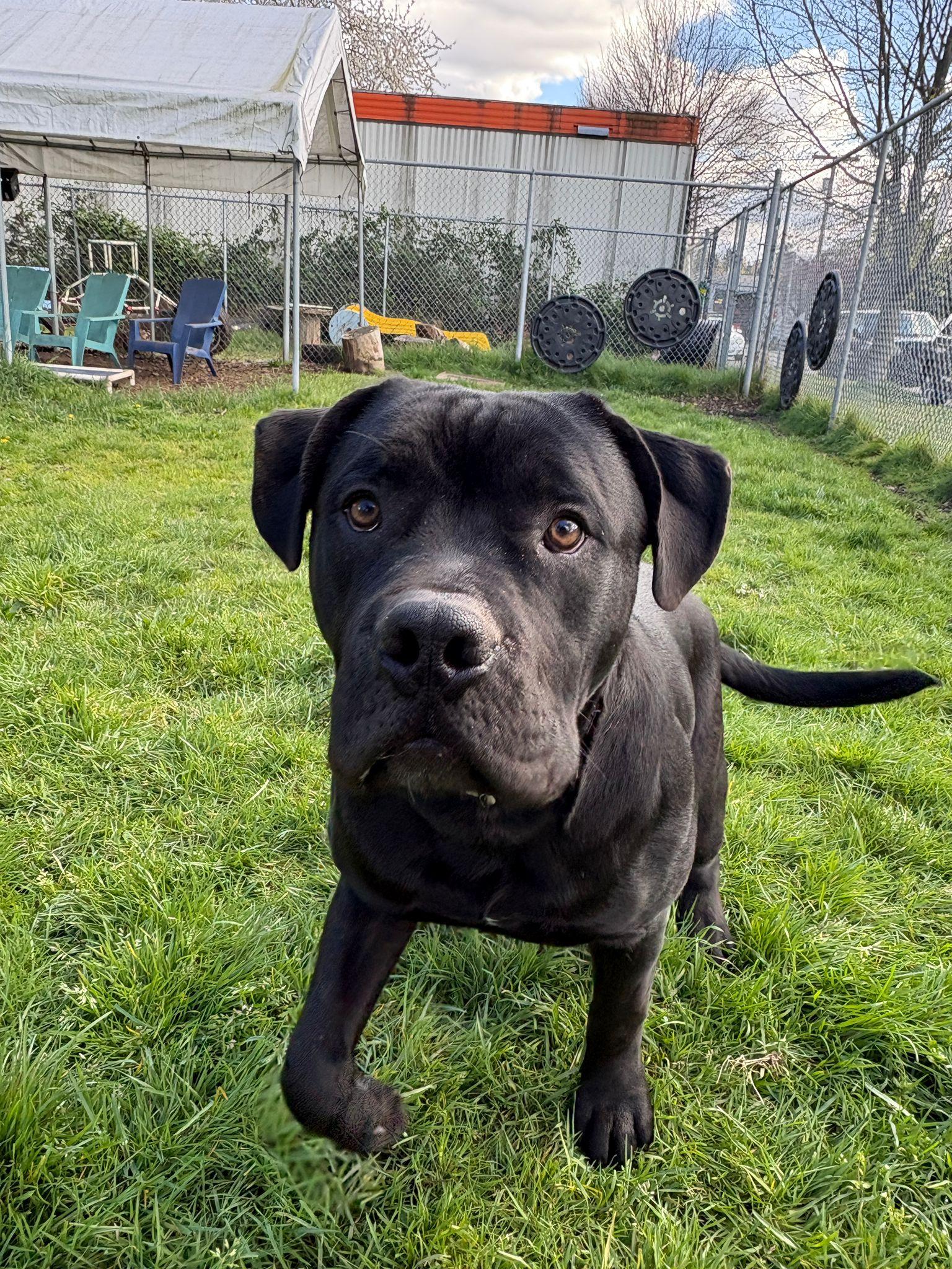 Enlarge Brew, a Adoptable mixed breed in Vancouver, BC image 3/5
