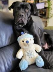 Enlarge Brew, a Adoptable mixed breed in Vancouver, BC image 1/6