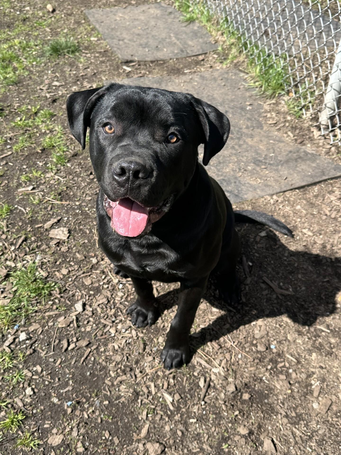 Brew, Adoptable, Young Male American Bulldog & American Staffordshire Terrier.
