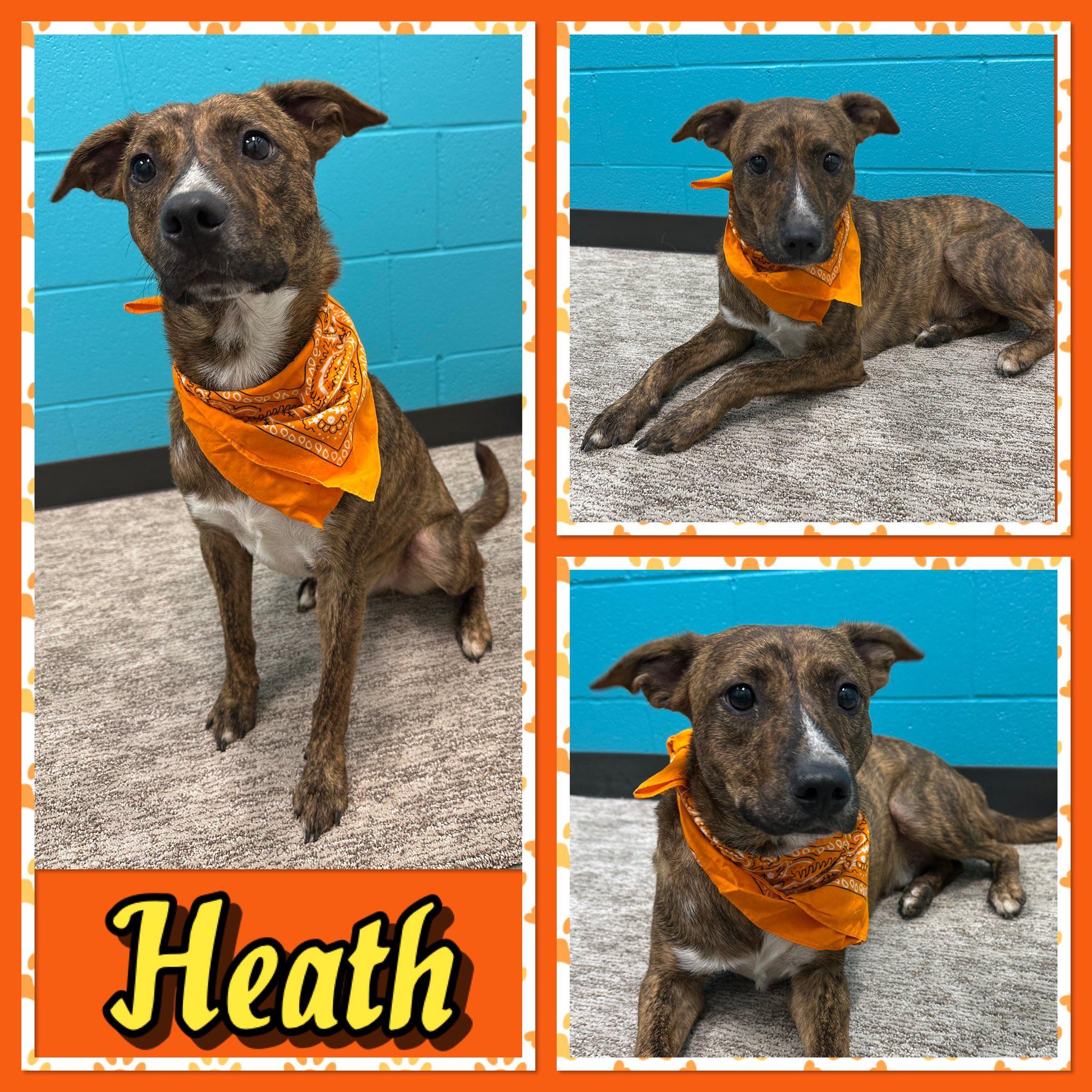 Heath, Adoptable, Young Male Pit Bull Terrier.