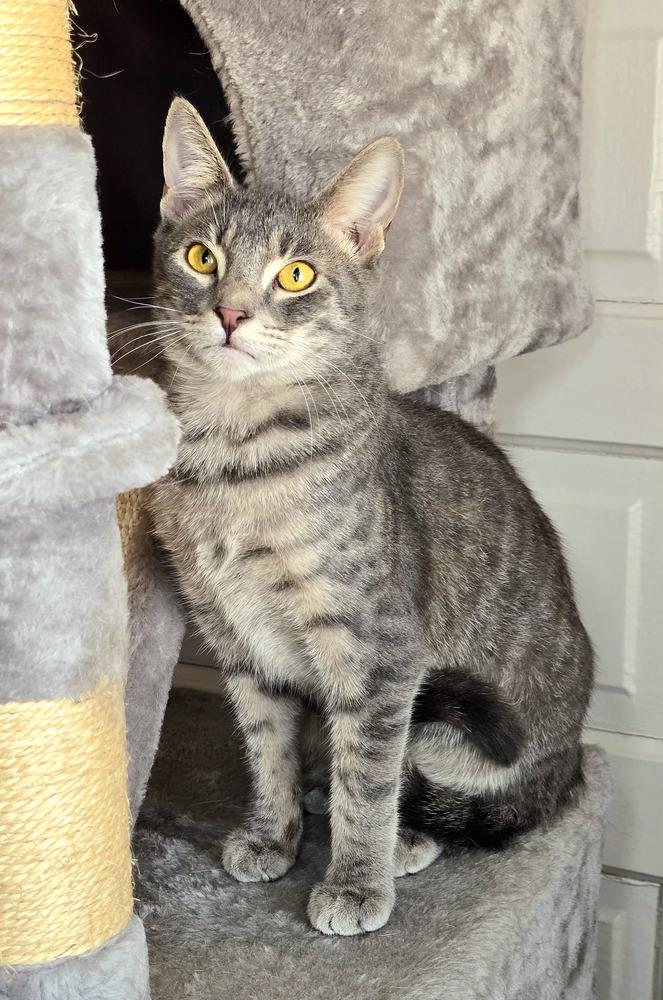 Enlarge Mark, a Adoptable Domestic Short Hair in Wilson, NC image 1/6