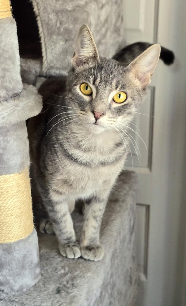 Enlarge Mark, a Adoptable Domestic Short Hair in Wilson, NC image 3/6