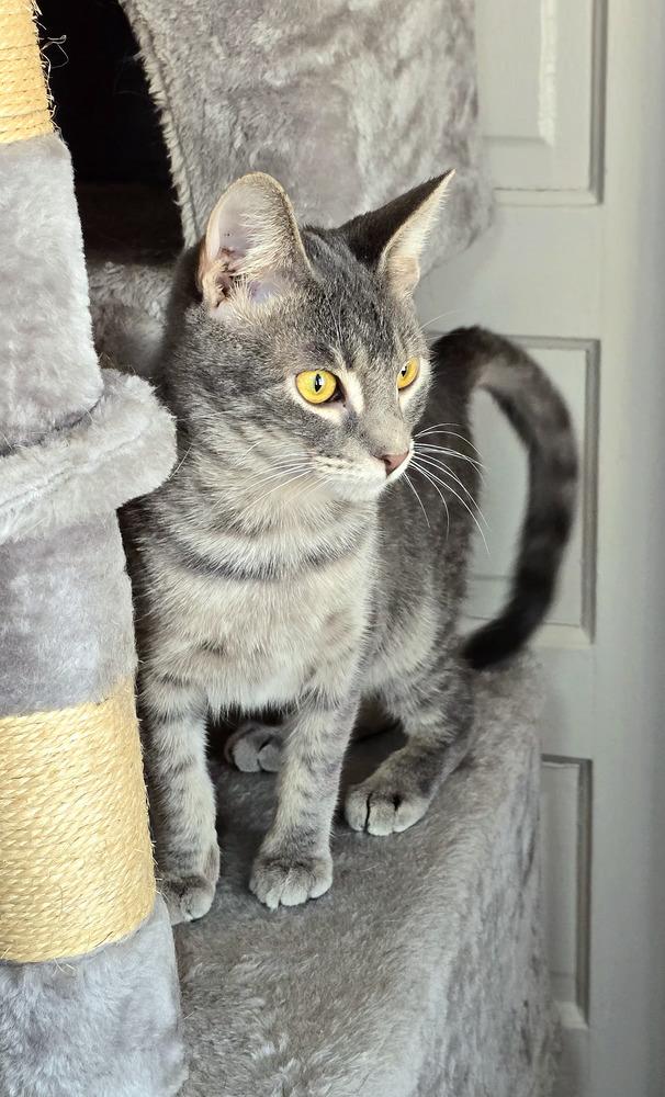 Enlarge Mark, a Adoptable Domestic Short Hair in Wilson, NC image 5/6