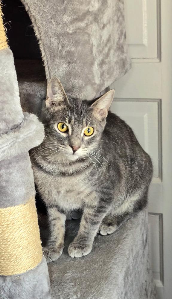 Enlarge Mark, a Adoptable Domestic Short Hair in Wilson, NC image 4/4