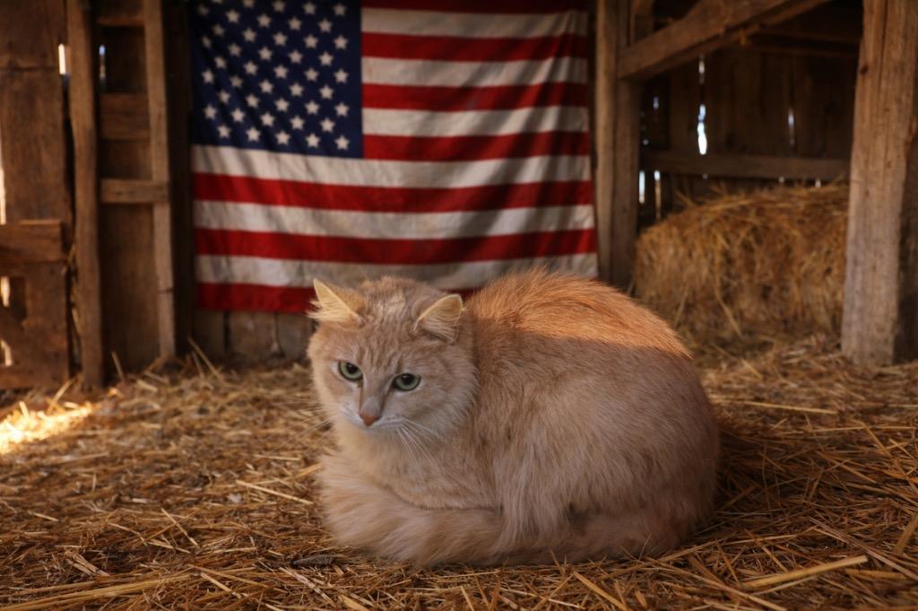 Fluffy, Adoptable, Young Male Domestic Medium Hair.