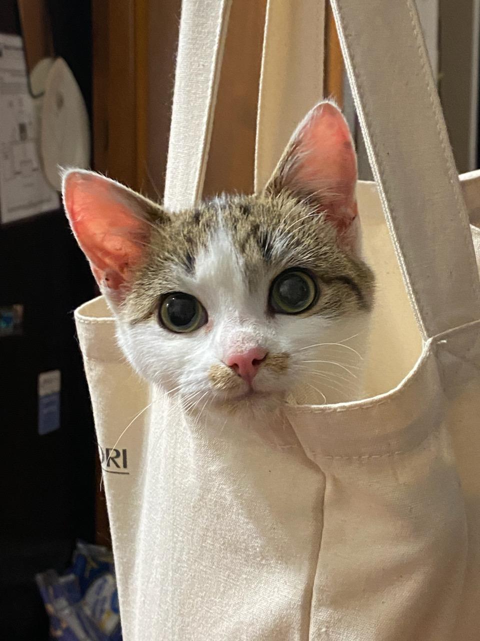 Enlarge Tiny Tot, a Adoptable Domestic Short Hair in Blacksburg, VA image 1/3