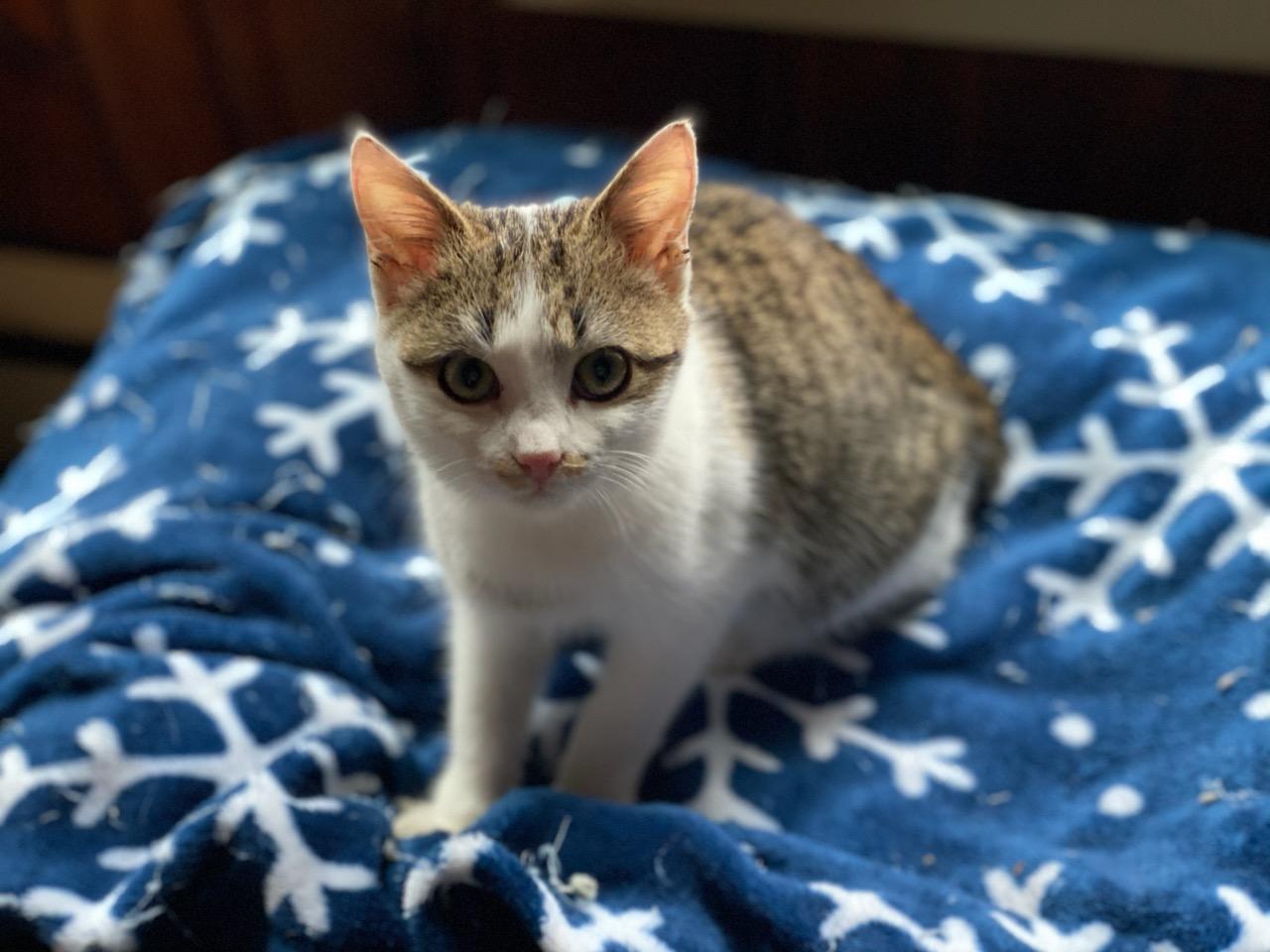 Enlarge Tiny Tot, a Adoptable Domestic Short Hair in Blacksburg, VA image 2/3