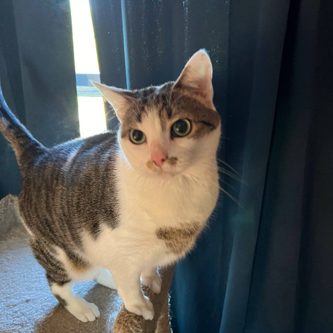 Enlarge Tiny Tot, a Adoptable Domestic Short Hair in Blacksburg, VA image 3/3