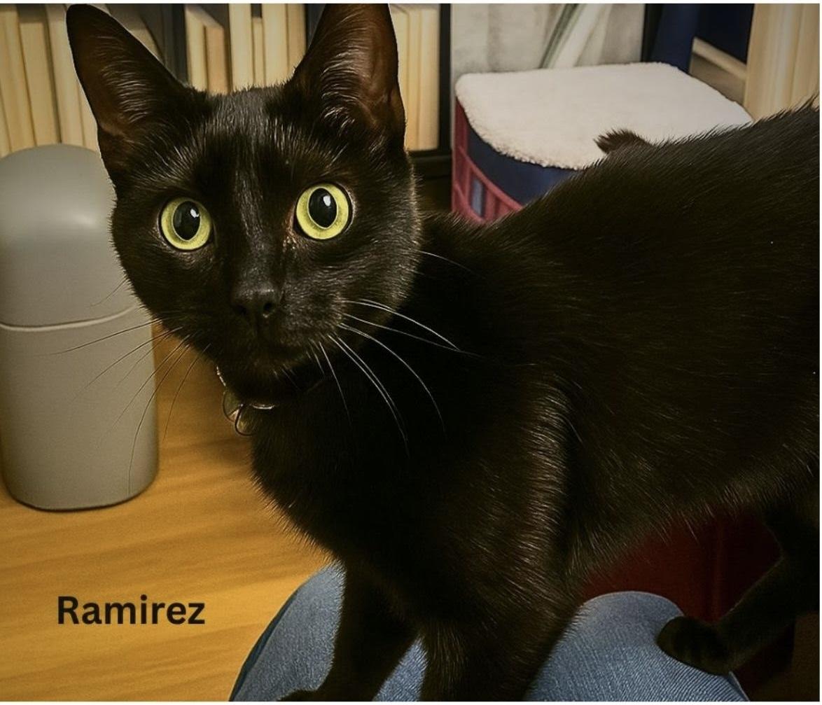 Enlarge Ramirez, a ADOPTABLE Domestic Short Hair in Greenwood, IN image 1/1