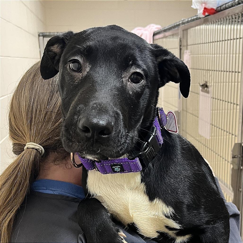 Stitch-$100 off In Foster, Adoptable, Puppy Male Pit Bull Terrier & Mixed Breed.