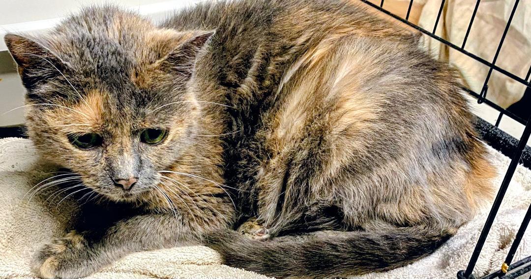 Enlarge Dandelion, a Adoptable Domestic Short Hair in Binghamton, NY image 1/1