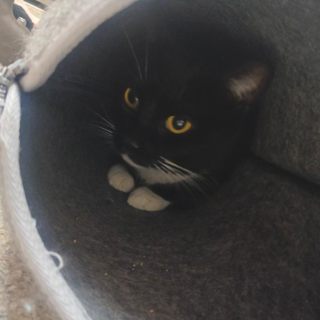 Enlarge Tekla, a Adoptable Domestic Short Hair in Detroit Lakes, MN image 1/2