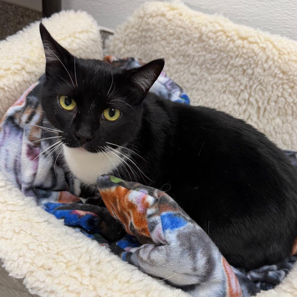 Enlarge Tekla, a Adoptable Domestic Short Hair in Detroit Lakes, MN image 2/2