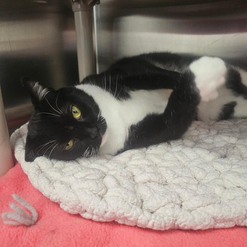 Enlarge Tekla, a Adoptable Domestic Short Hair in Detroit Lakes, MN image 4/6