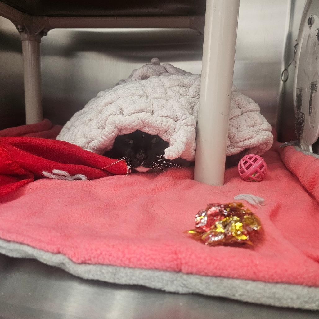 Enlarge Tekla, a Adoptable Domestic Short Hair in Detroit Lakes, MN image 5/6