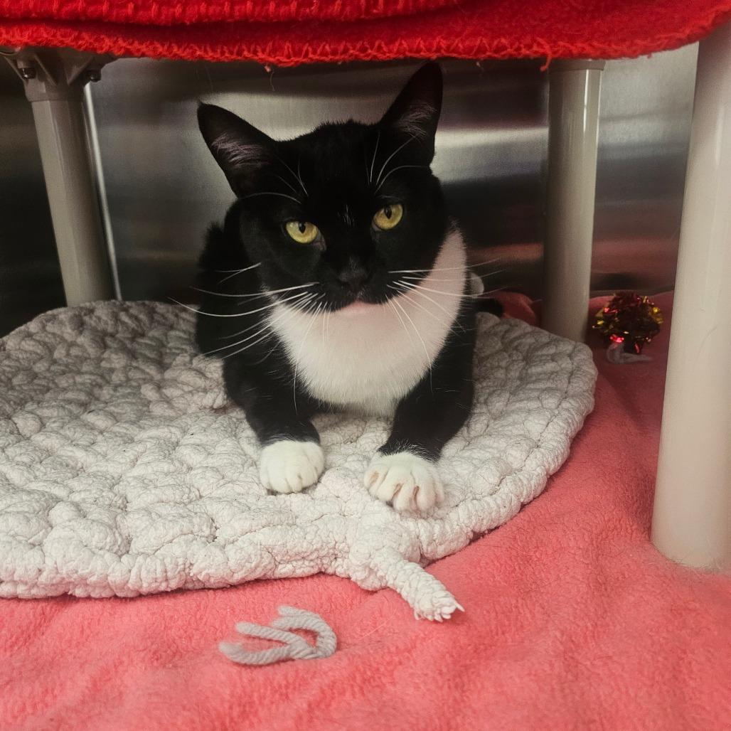 Enlarge Tekla, a Adoptable Domestic Short Hair in Detroit Lakes, MN image 6/6