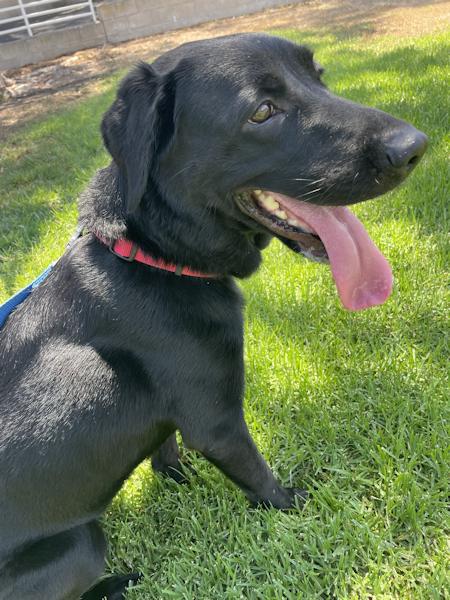Enlarge Ember, a Adoptable mixed breed in Los Angeles, CA image 3/6