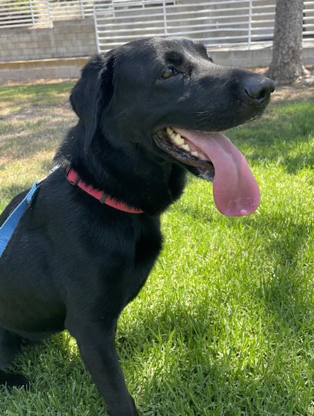 Enlarge Ember, a Adoptable mixed breed in Los Angeles, CA image 5/6