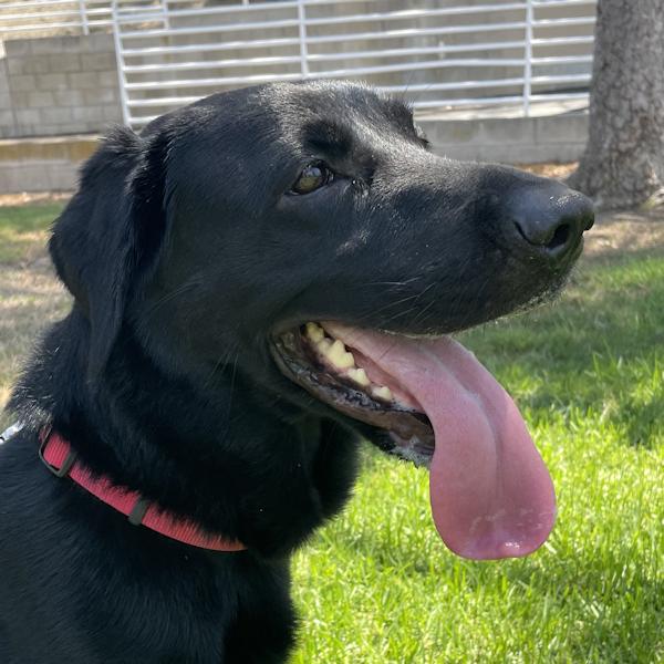 Enlarge Ember, a Adoptable mixed breed in Los Angeles, CA image 1/6