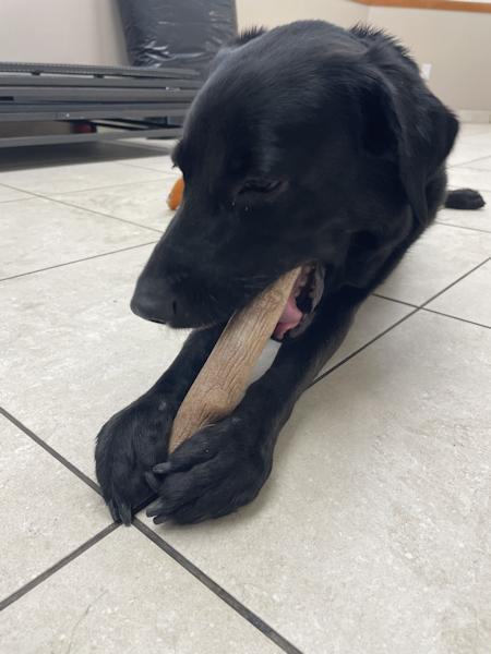 Enlarge Ember, a Adoptable mixed breed in Los Angeles, CA image 2/6