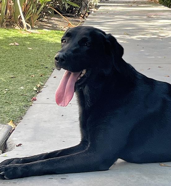 Enlarge Ember, a Adoptable mixed breed in Los Angeles, CA image 4/6