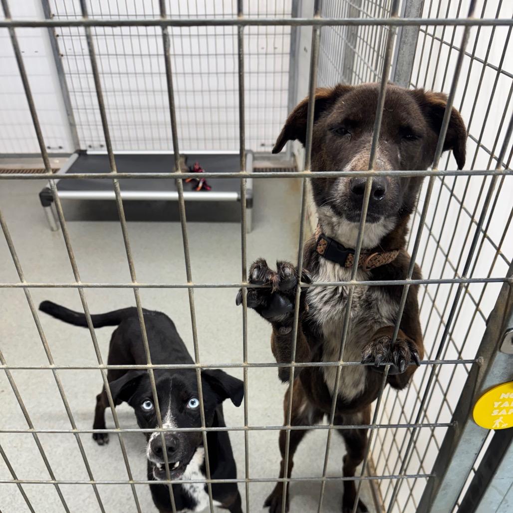 Opal, Adoptable, Adult Female Catahoula Leopard Dog & Black Labrador Retriever.
